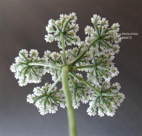  Umbel